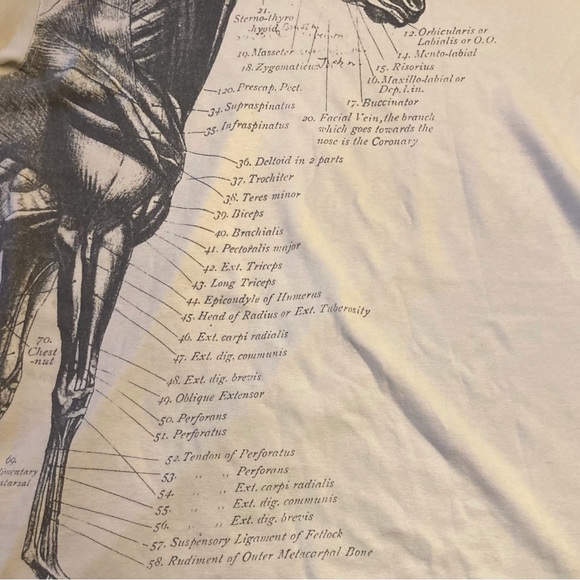 Buckler unisex cotton tee shirt Equine anatomy illustration in gray on off white - Picture 5 of 10